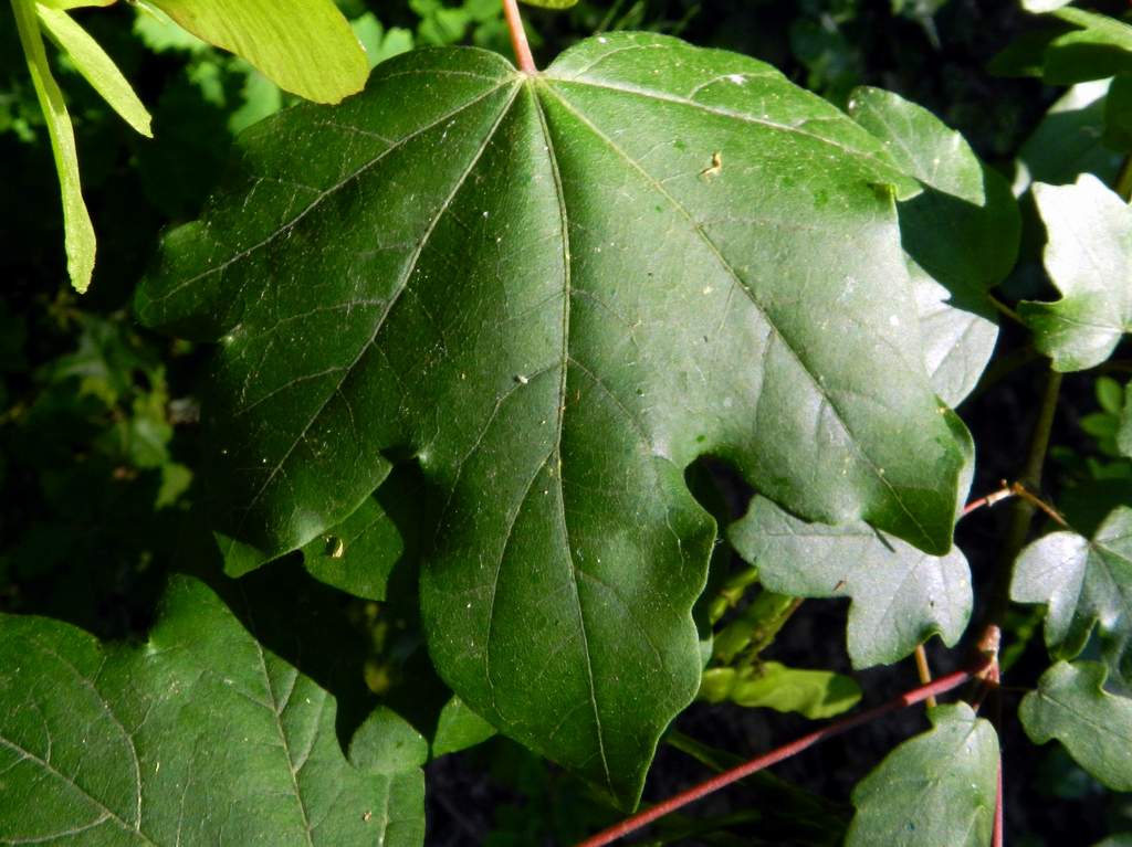 Acer campestre / Acero campestre